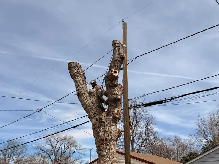 Tree removal in Englewood, CO: arborist on a spar near power lines