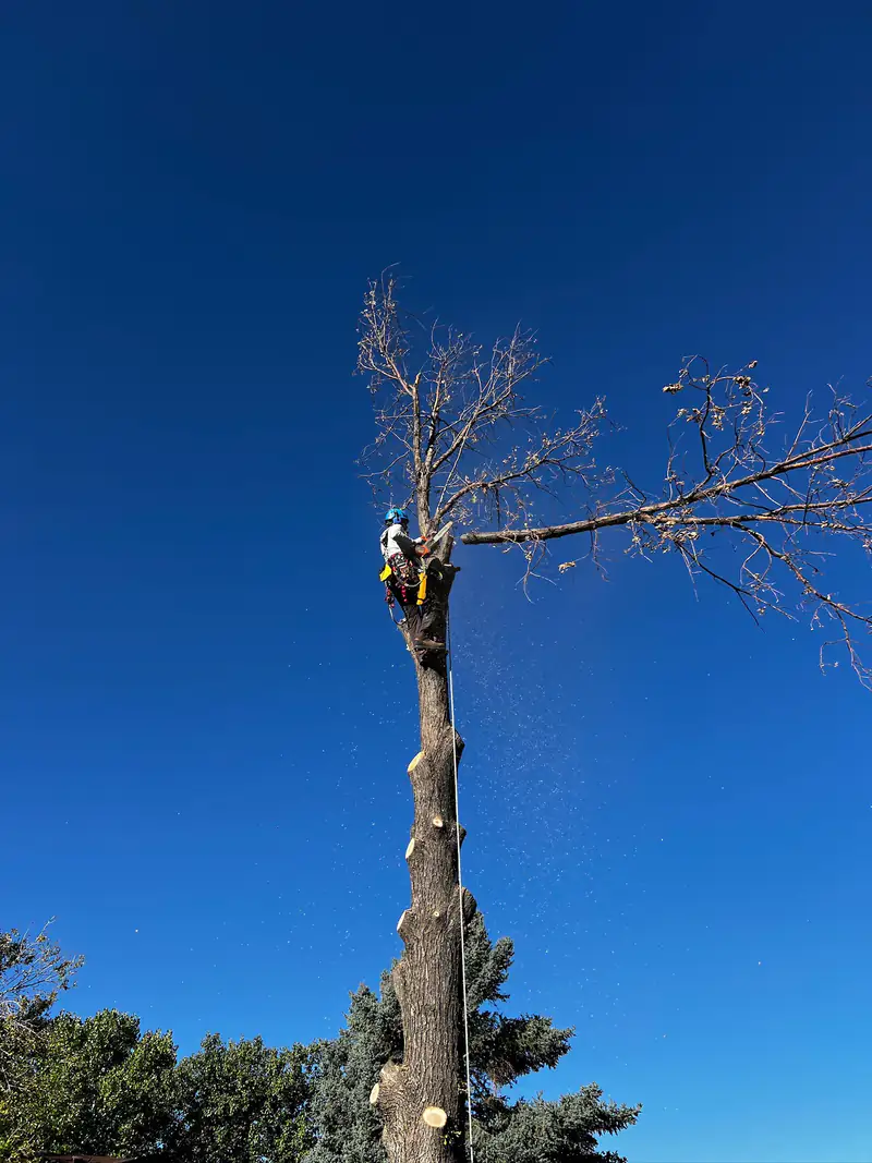 Tree service in Englewood, CO: arborist topping a dead tree with branches falling