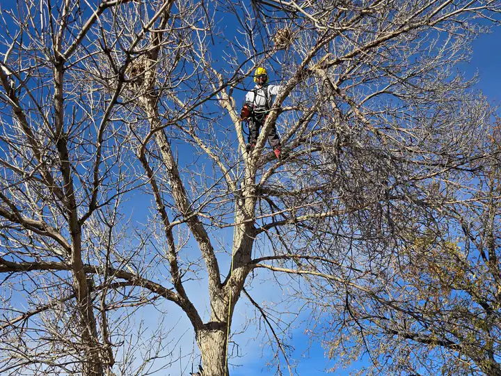 Tree trimming and pruning in Englewood, CO: arborist pruning a bare tree