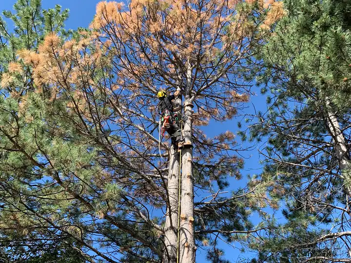 Wildfire mitigation in Englewood, CO: dead pine with red needles