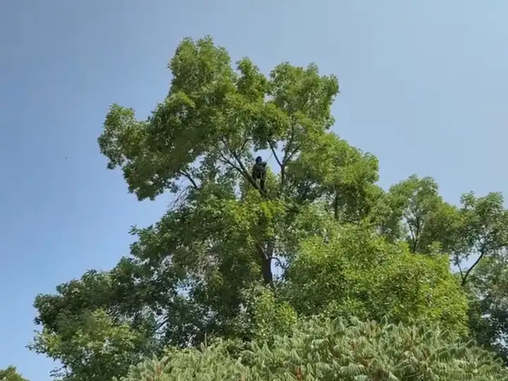 Arborist consultation in Evergreen, CO: tall shade tree after crown thinning
