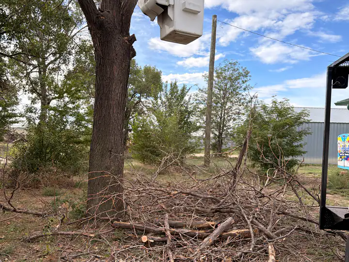 Land clearing in Evergreen, CO: brush and debris before hauling