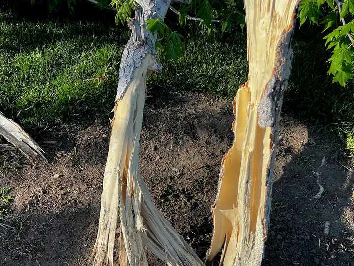 Storm damage cleanup in Evergreen, CO: shattered tree trunks after a windstorm