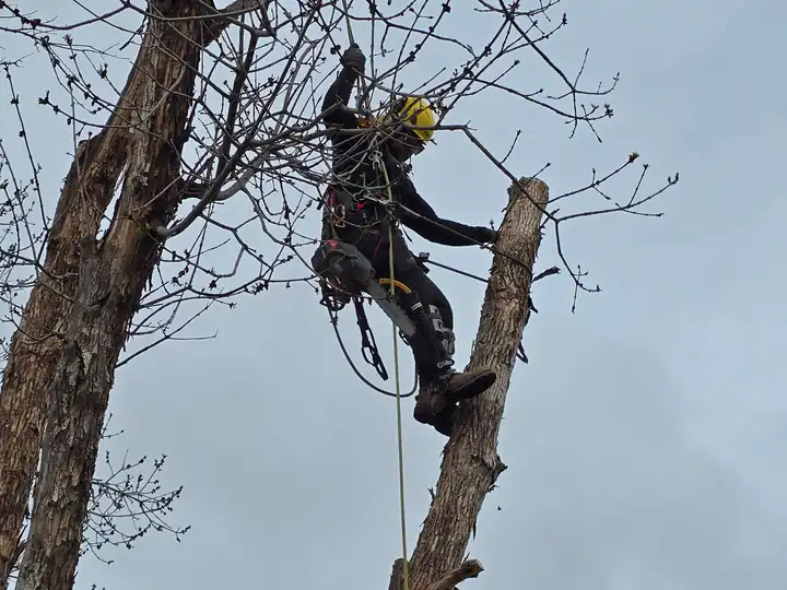 Tree removal in Evergreen, CO: arborist tied into a trunk for a removal
