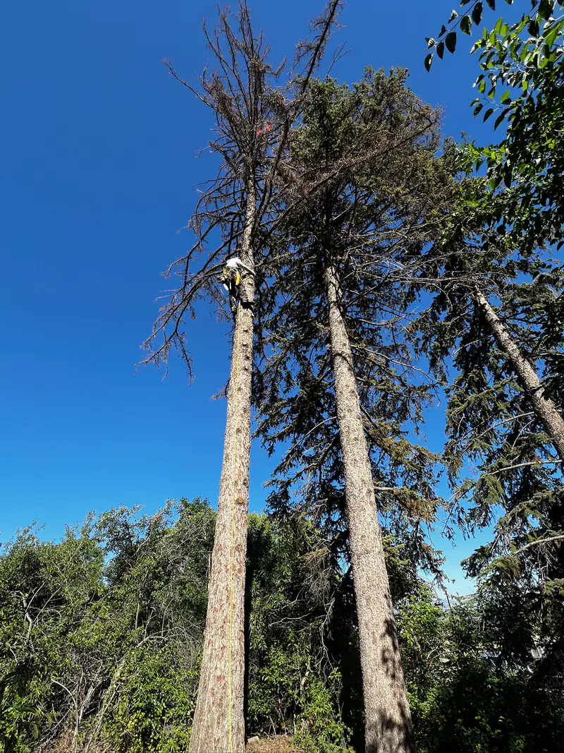 Tree service in Evergreen, CO: tall pines with an arborist tied in near the top