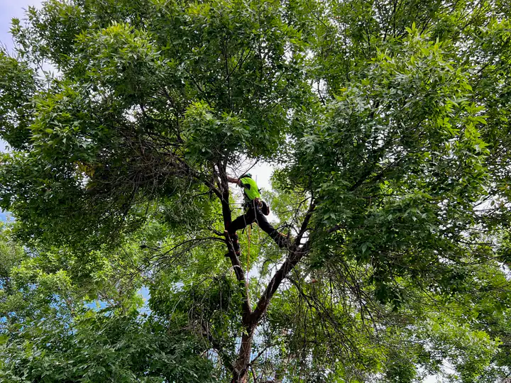 Tree trimming and pruning in Evergreen, CO: arborist pruning inside a large leafy canopy
