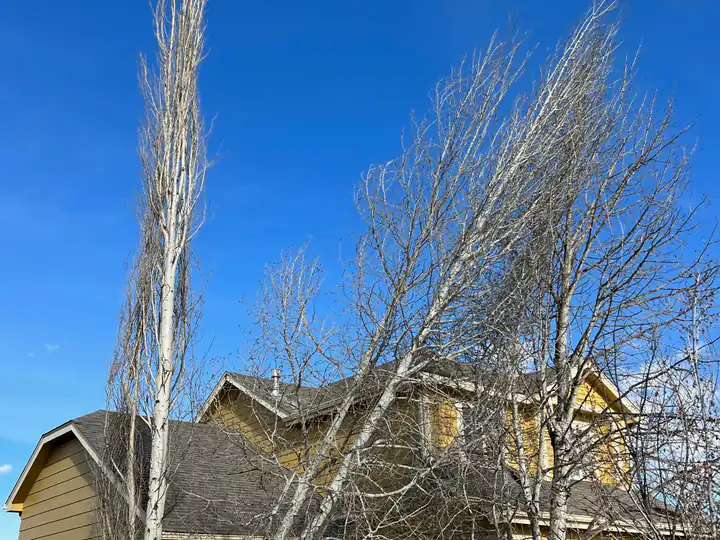 Wildfire mitigation in Evergreen, CO: dead trees leaning over a house before removal