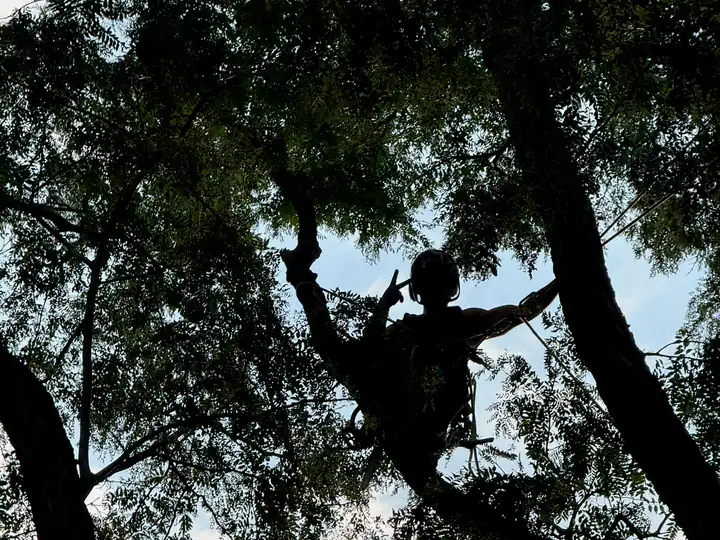 Arborist consultation in Greenwood Village, CO: arborist silhouetted while pruning inside a big canopy