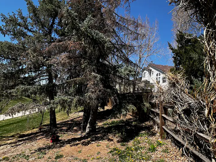 Plant health care in Greenwood Village, CO: declining spruce in a backyard