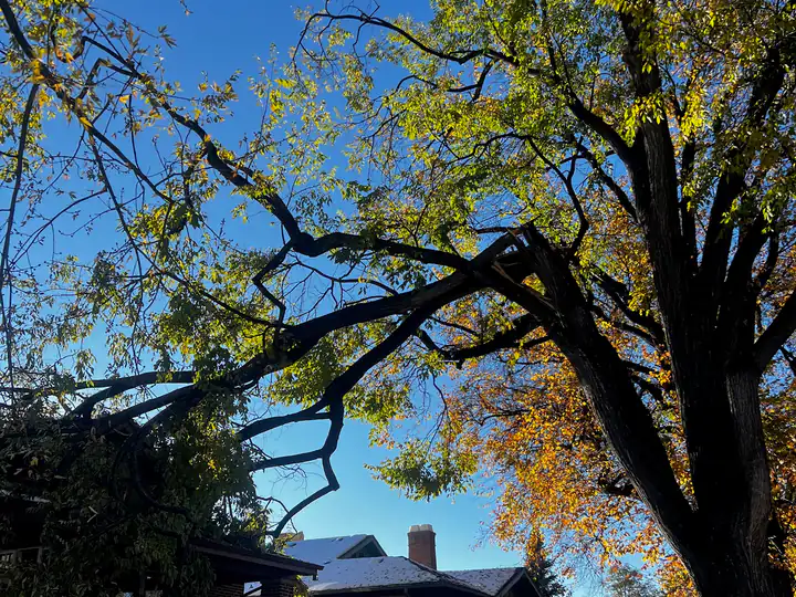 Storm damage cleanup in Greenwood Village, CO: snow-loaded tree in fall color