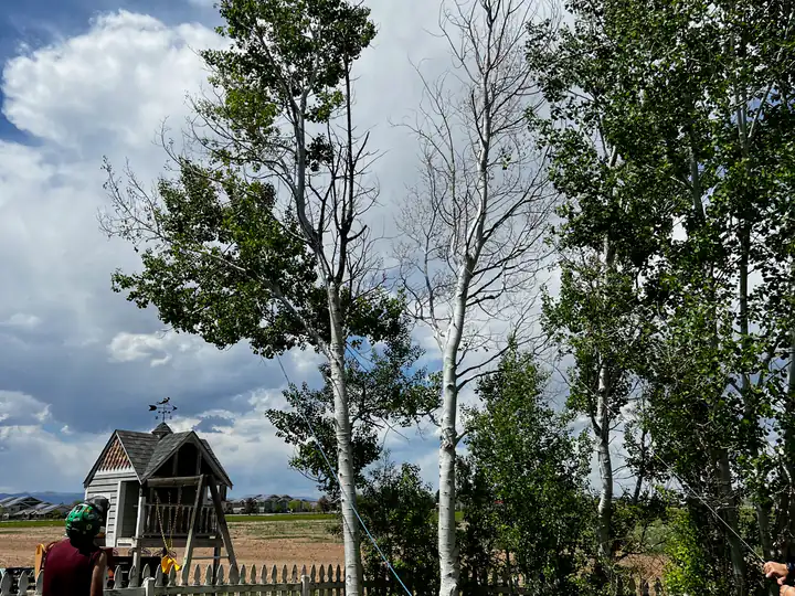 Tree removal in Greenwood Village, CO: crew removing aspens in a backyard