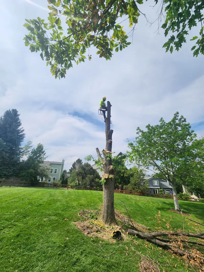 Tree service in Greenwood Village, CO: arborist cutting the top of a spar