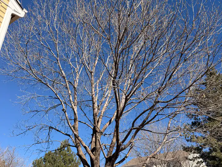 Tree trimming and pruning in Greenwood Village, CO: bare backyard tree ready for dormant-season pruning