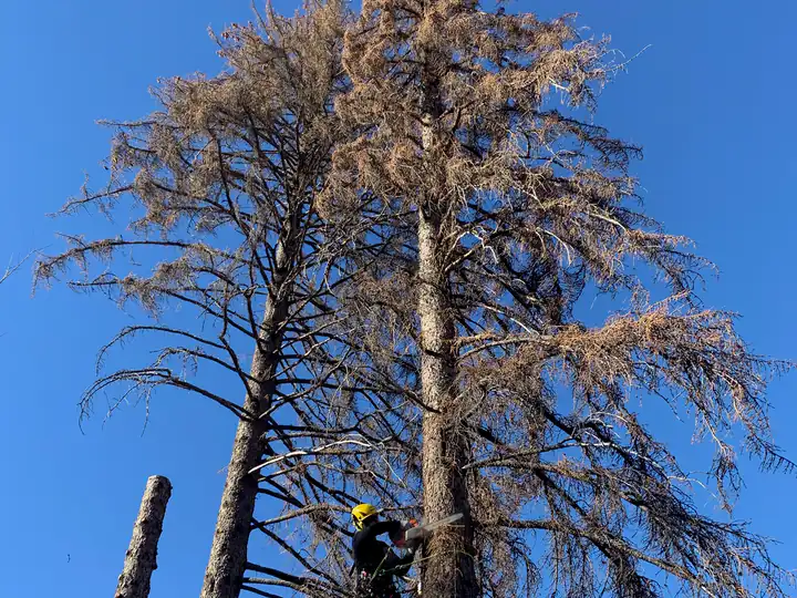 Wildfire mitigation in Greenwood Village, CO: red, beetle-killed pine with a climber