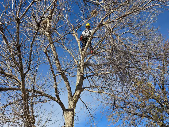 Arborist consultation in Highlands Ranch, CO: arborist pruning the top of a bare tree