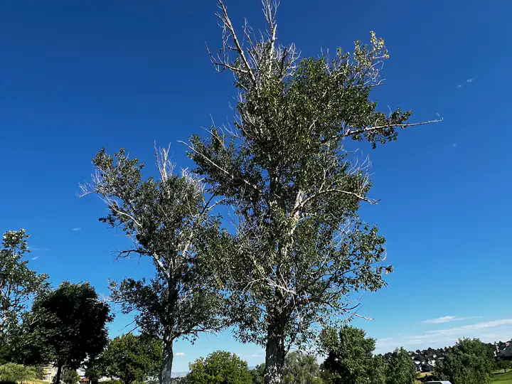 Plant health care in Highlands Ranch, CO: a tree with a thinning, dying crown, an early sign of stress