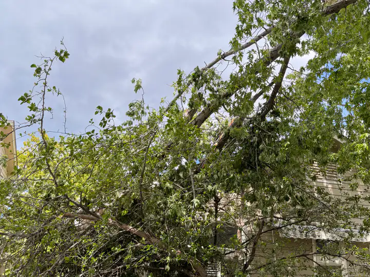 Storm damage cleanup in Highlands Ranch, CO: broken limbs hanging over a fence after a storm