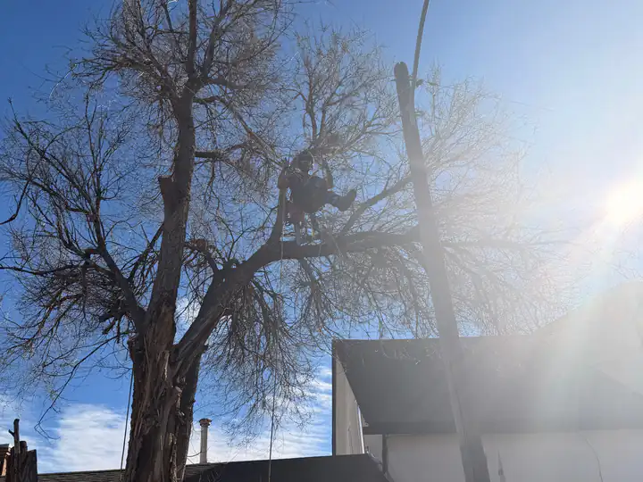 Tree removal in Highlands Ranch, CO: large tree beside a house before removal