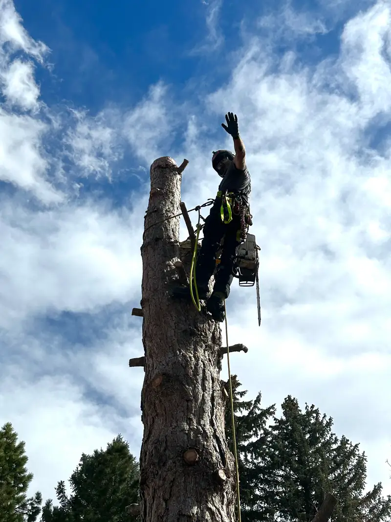 Tree service in Highlands Ranch, CO: climber at the top of a stripped trunk
