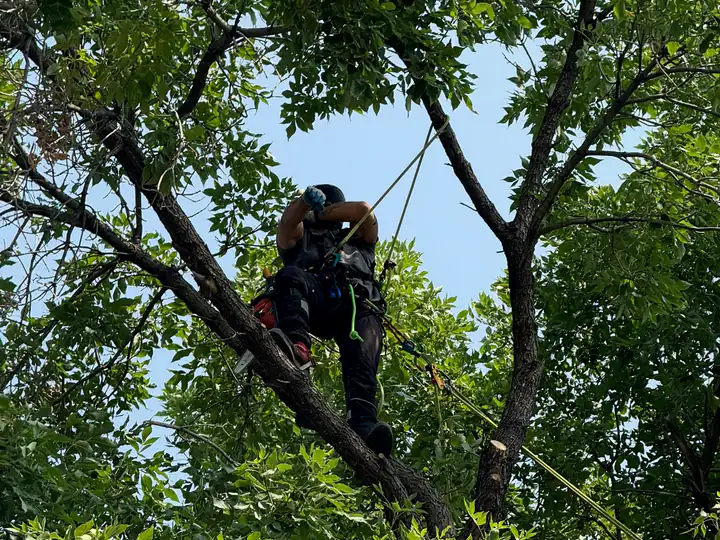 Tree trimming and pruning in Highlands Ranch, CO: arborist thinning a mature shade tree from inside the crown