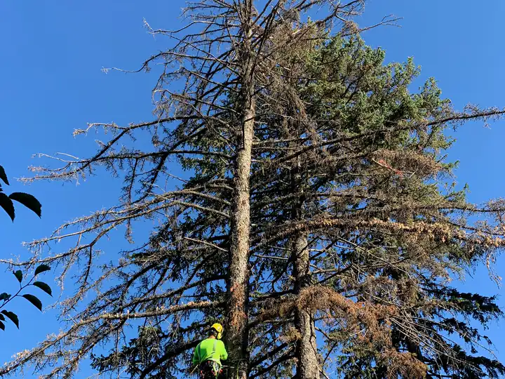 Wildfire mitigation in Highlands Ranch, CO: dead pines being taken down near homes