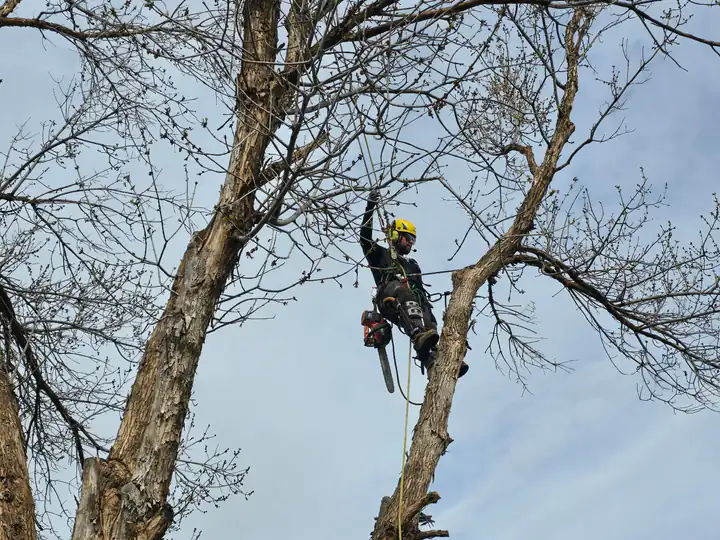 Arborist consultation in Indian Hills, CO: arborist pruning a bare cottonwood