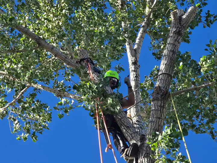Plant health care in Indian Hills, CO: arborist roped into a cottonwood canopy against blue sky
