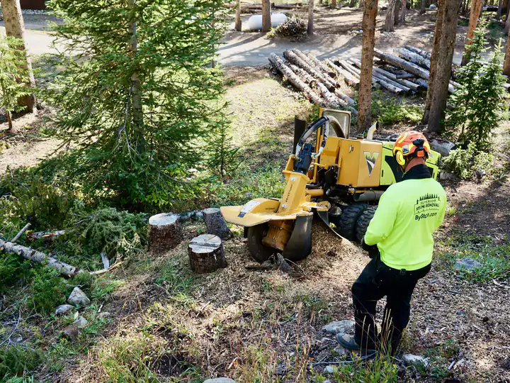 Stump grinding in Indian Hills, CO: stump grinder working stumps among pines