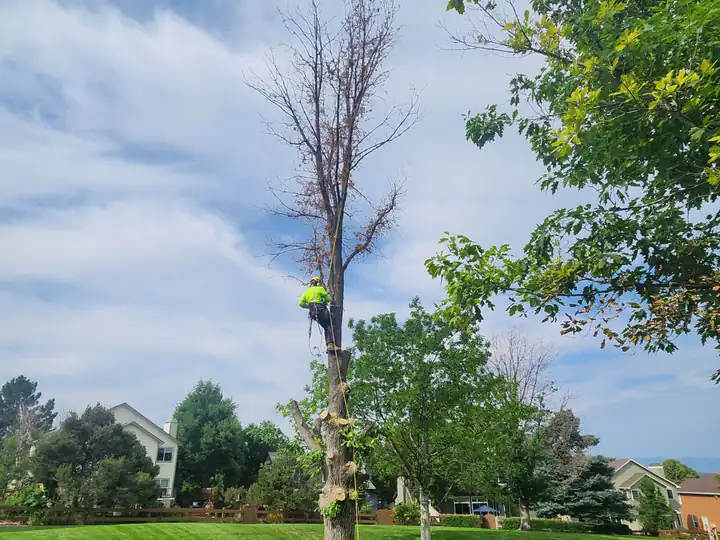 Tree removal in Indian Hills, CO: spar left standing before the final cuts