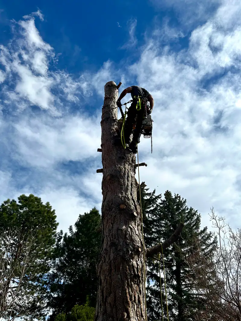 Tree service in Indian Hills, CO: arborist working at the top of a tall trunk