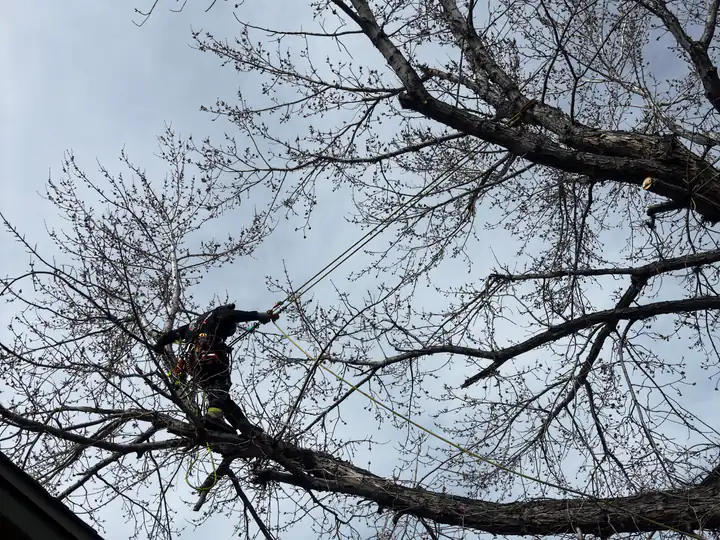 Tree trimming and pruning in Indian Hills, CO: arborist silhouetted pruning a bare tree