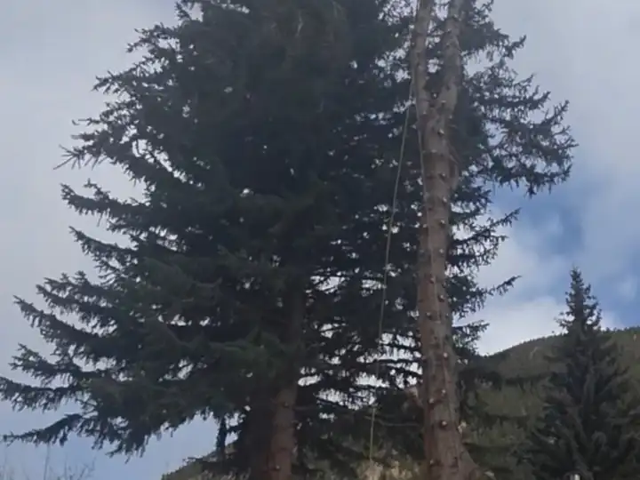 Wildfire mitigation in Indian Hills, CO: spruce being removed beside a house