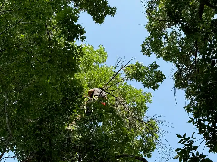 Arborist consultation in Ken Caryl, CO: arborist thinning the crown of a tall shade tree