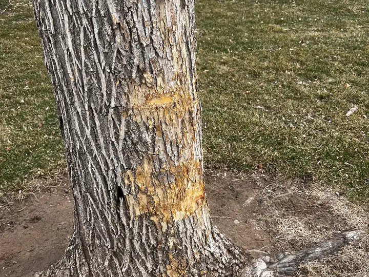 Plant health care in Ken Caryl, CO: trunk with bark damage at the base