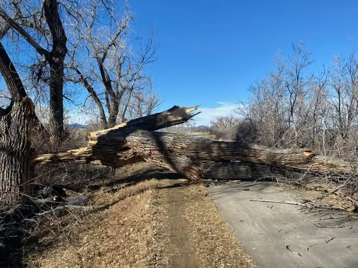 Storm damage cleanup in Ken Caryl, CO: fallen tree across a dirt road in the foothills