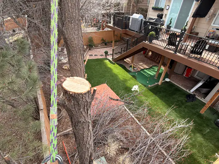 Tree removal in Ken Caryl, CO: view from the canopy down to a backyard during a removal