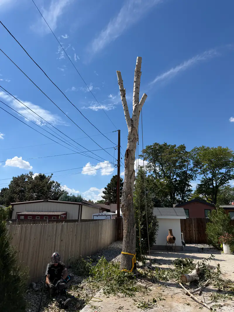 Tree service in Ken Caryl, CO: arborist on a tall spar above a backyard fence