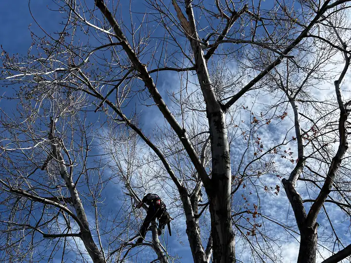 Tree trimming and pruning in Ken Caryl, CO: arborist pruning a large bare tree against the sky