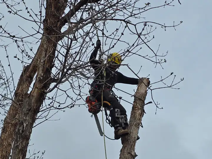 Arborist consultation in Kittredge, CO: arborist pruning a tree from a rope