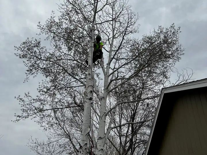 Plant health care in Kittredge, CO: climber pruning a large bare tree