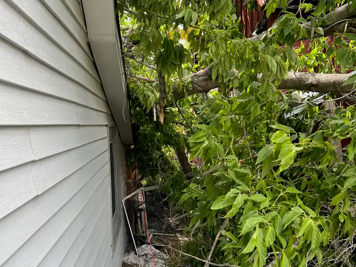 Storm damage cleanup in Kittredge, CO: broken branches against a house after a storm