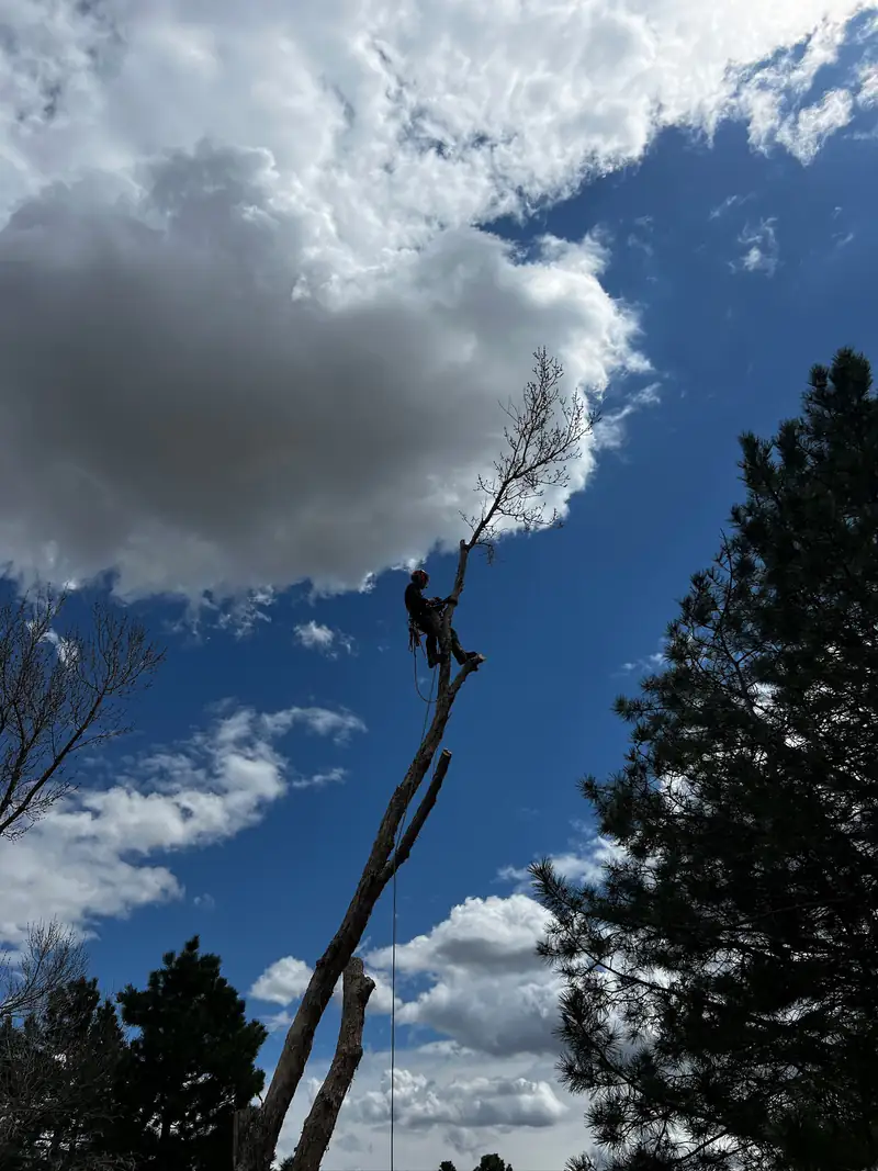 Tree service in Kittredge, CO: arborist tied in on a tall spar