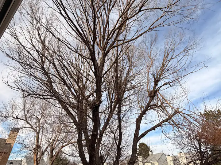 Tree trimming and pruning in Kittredge, CO: bare tree over a fence ready for pruning