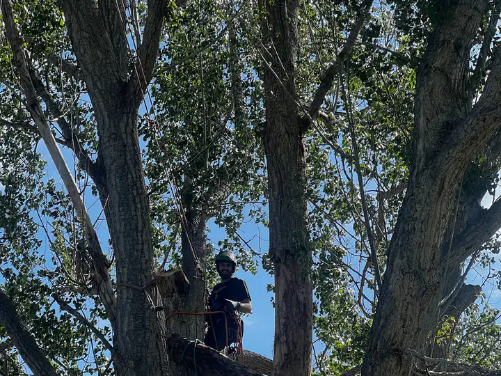 Wildfire mitigation in Kittredge, CO: arborist cutting a large cottonwood limb beside a house