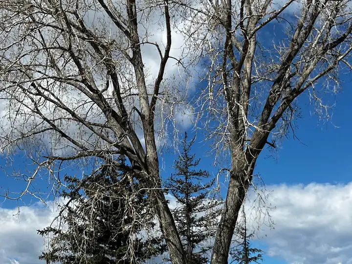 Arborist consultation in Lakewood, CO: large bare tree ready for dormant-season pruning