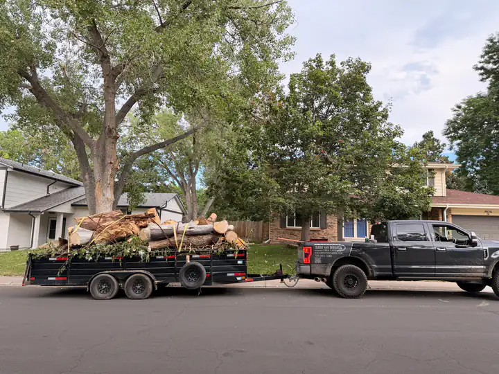 Land clearing in Lakewood, CO: truck and trailer loaded with logs