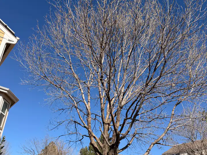 Plant health care in Lakewood, CO: bare backyard tree ready for dormant-season pruning