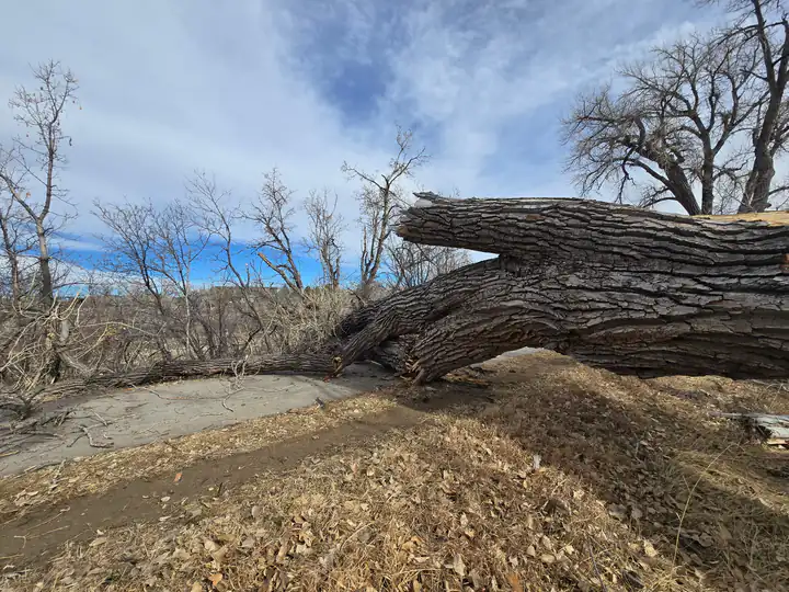 Storm damage cleanup in Lakewood, CO: large trunk down on the ground after a storm