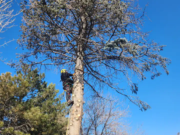 Tree removal in Lakewood, CO: arborist in a pine beside a street