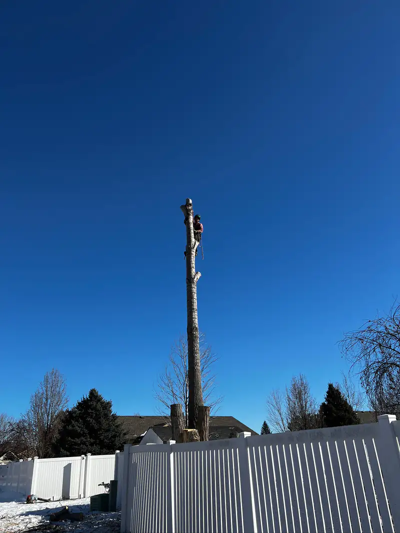 Tree service in Lakewood, CO: arborist at the top of a tall spar above a backyard fence
